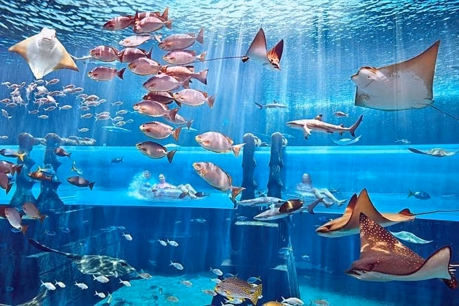 Аквапарк Atlantis Aquaventure и аквариум Lost Chambers — изображение 13