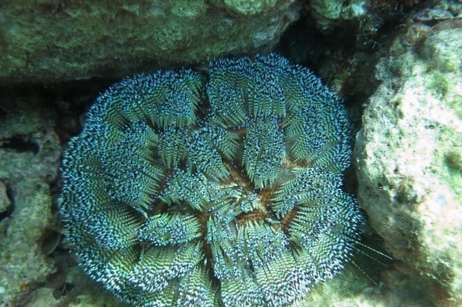 Дайвинг — изображение 7