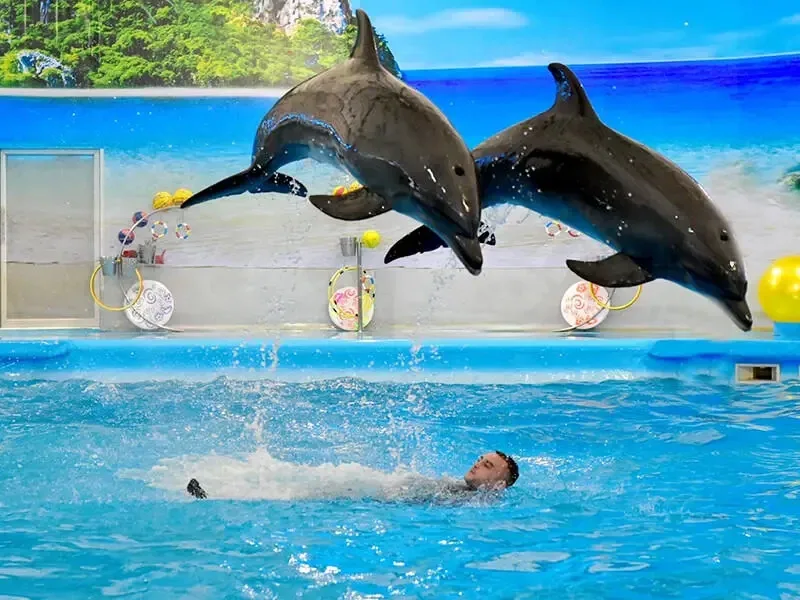 Билеты в Дельфинарий Немо — изображение 2