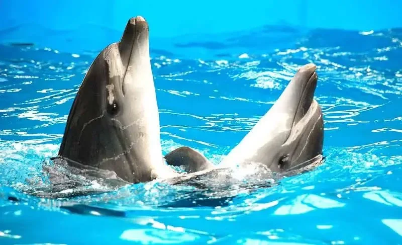 Билеты в Дельфинарий Немо — изображение 3