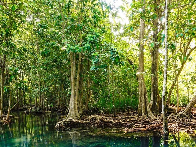 Золотой Мангровый Лес