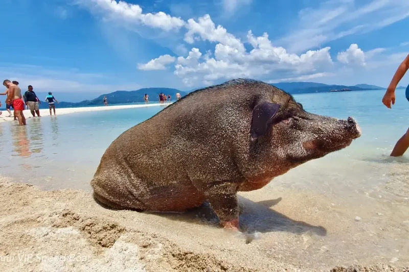 Экскурсия на Остров Свиней Ко Мадсум