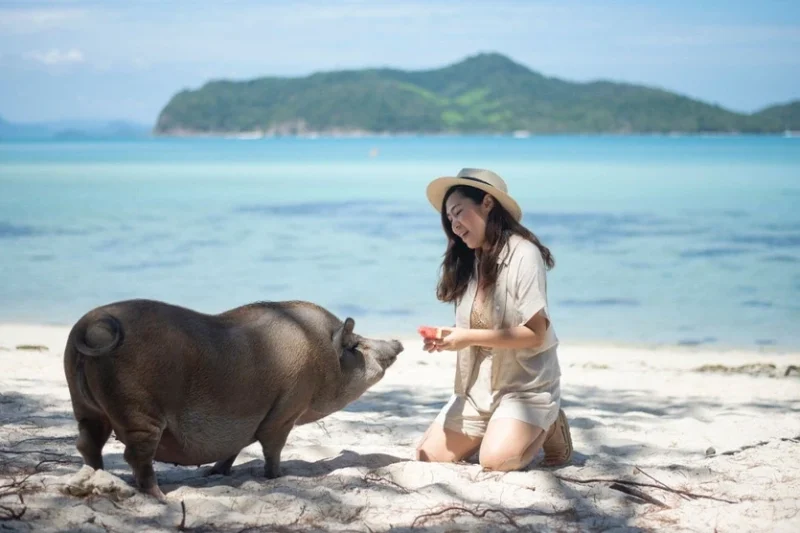 Круиз “Heaven” к острову Madsum (Остров Свиней)