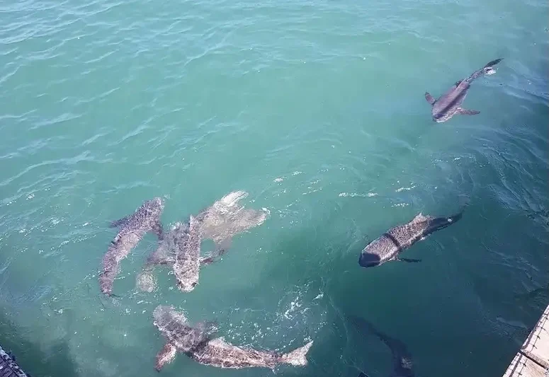 Луна у моря