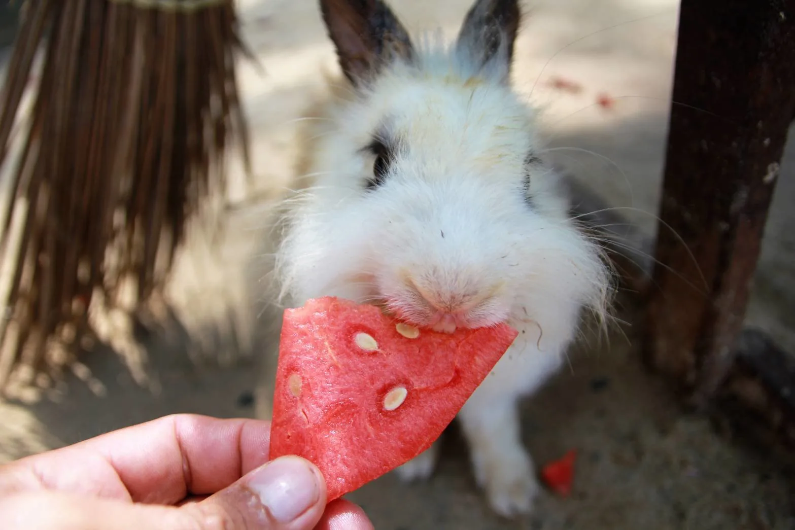 Розовый остров Ко Талу — изображение 3