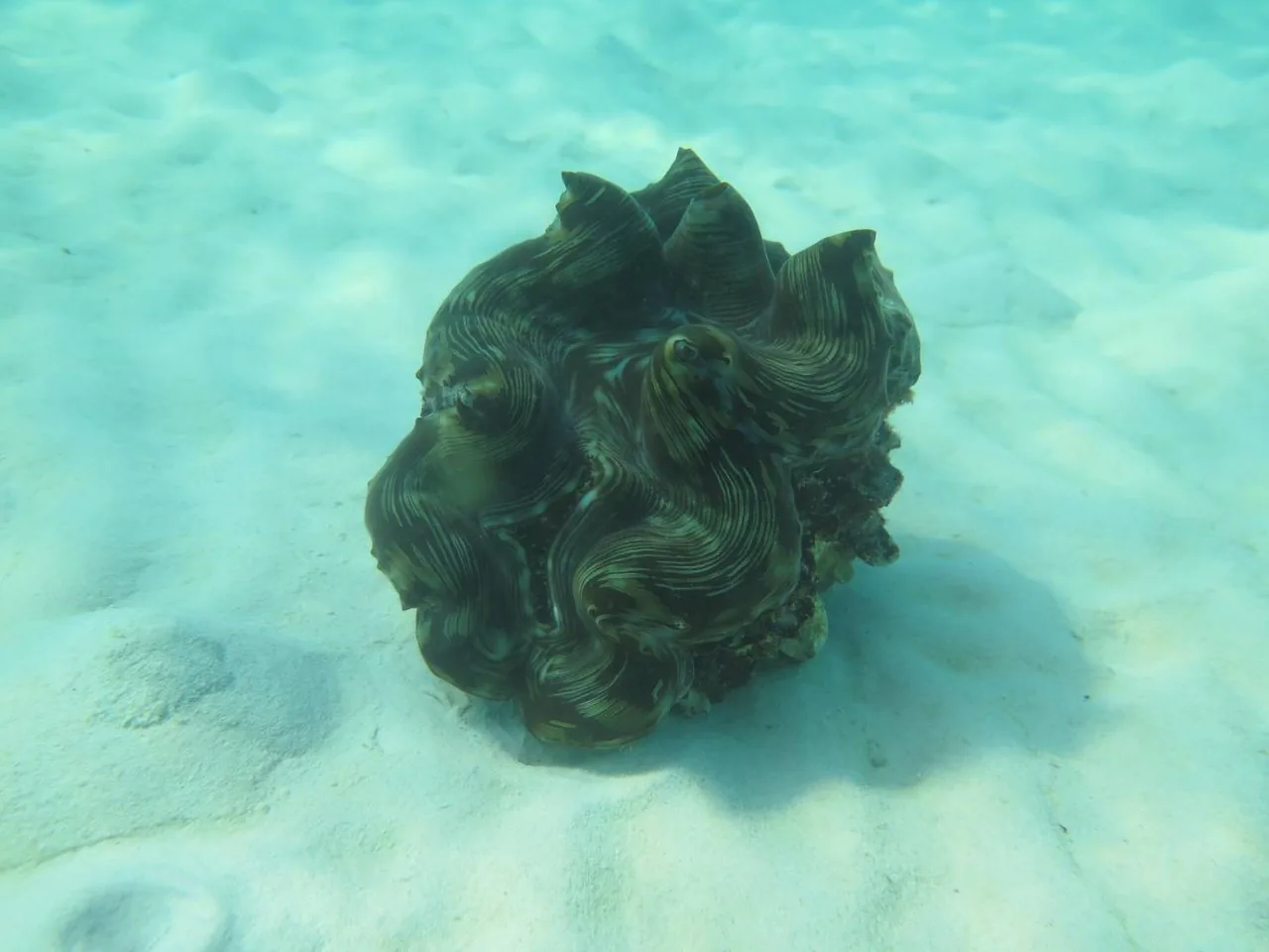 Розовый остров Ко Талу — изображение 10