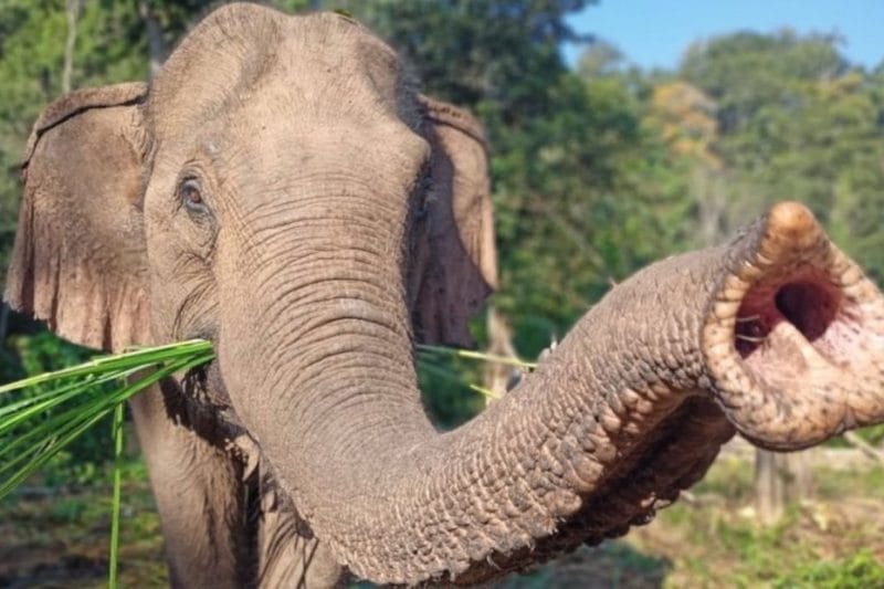 Деревня сохранения слонов на Пхукете