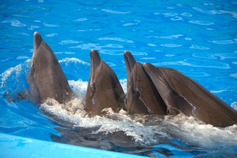 Дельфинарий «Немо» на Пхукете