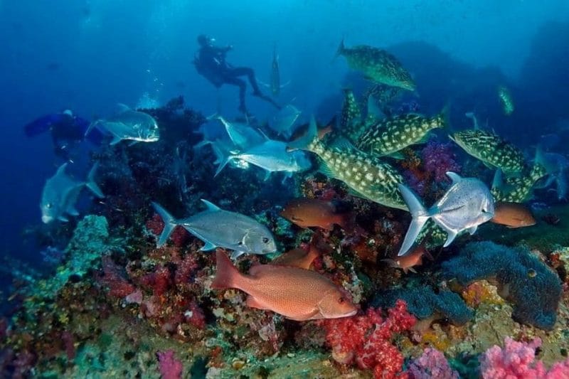 Дайвинг с берега острова Рача Яй