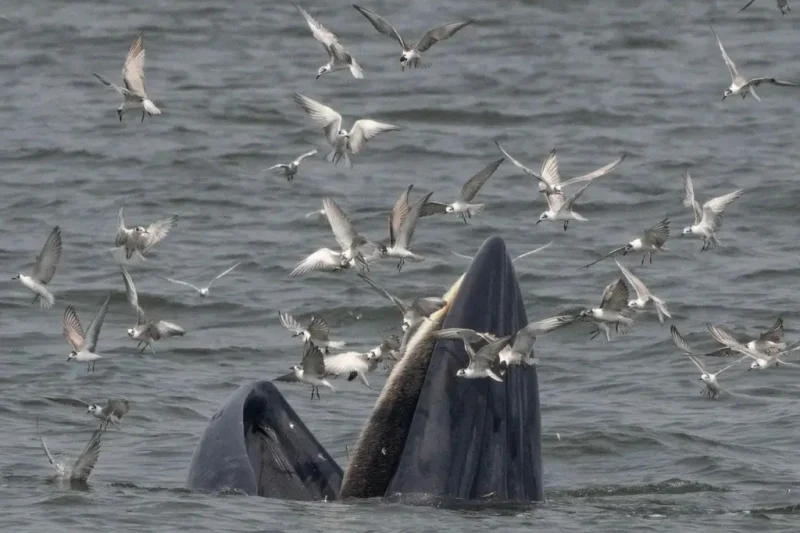 Все любят китов!