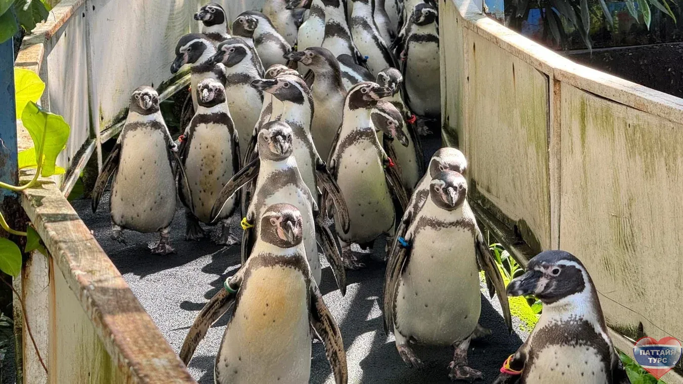 Дискавери Тур “8 в 1” - Kép 10