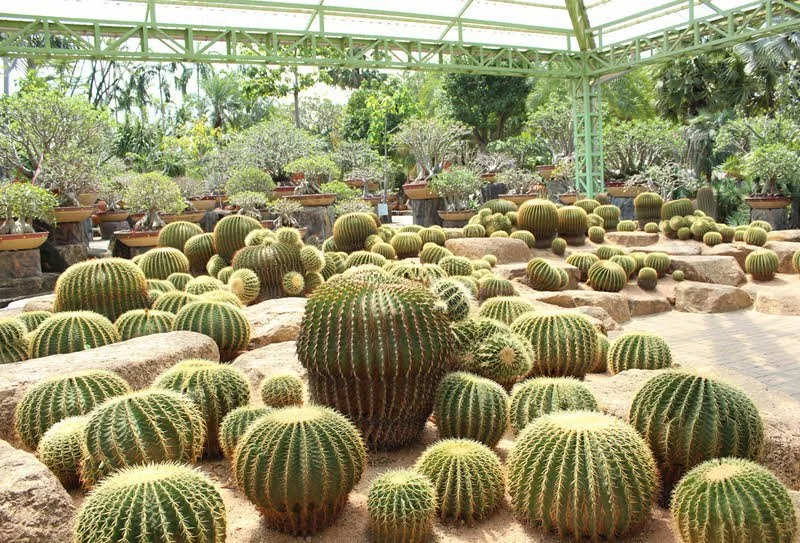 Сад орхидей «Nong Nuch Tropical Garden» — изображение 30