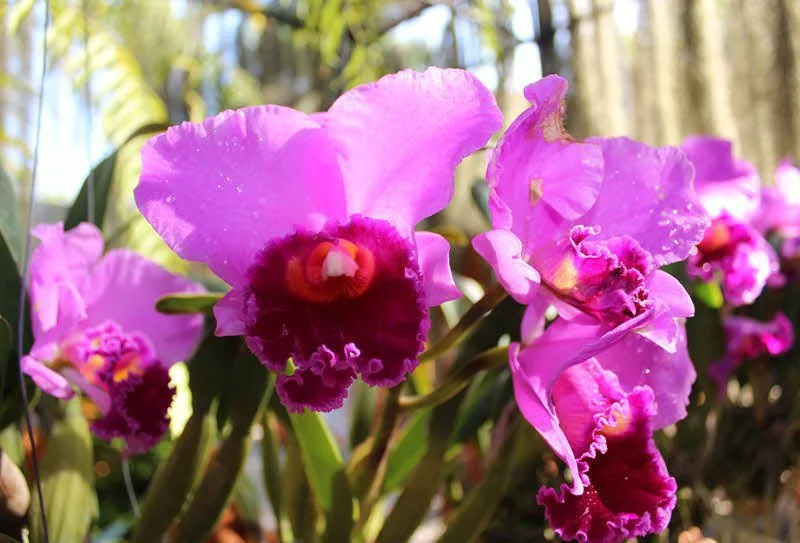 Сад орхидей «Nong Nuch Tropical Garden» — изображение 29