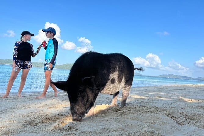 На быстроходной яхте LISA к островам Пиг / Тан / Раб / Ангтонг / Пханган / Tao / Нанг Юань и дельфинам — изображение 2