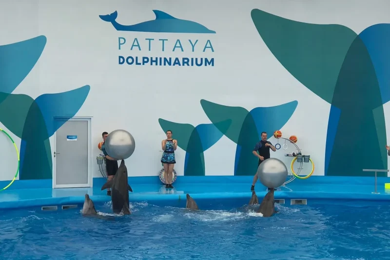 Новый дельфинарий — Pattaya Dolphinarium
