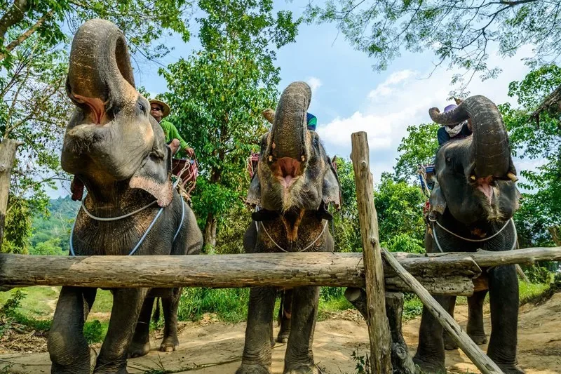 Катание на слонах — Паттайя
