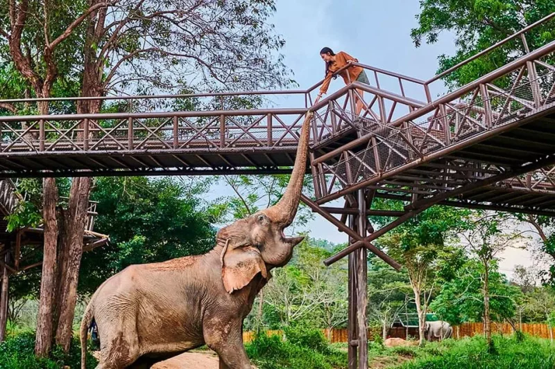 Королевство слонов
