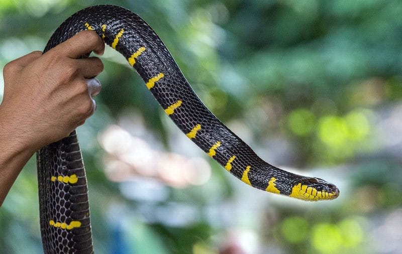 Змеиная ферма