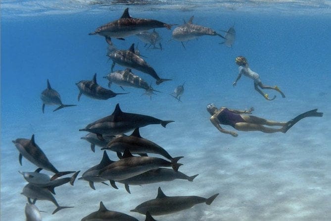 Дельфин тур