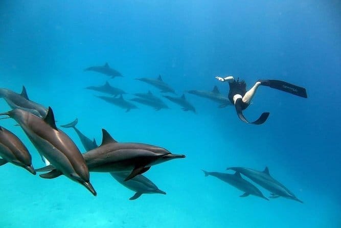 Дельфин тур — изображение 4