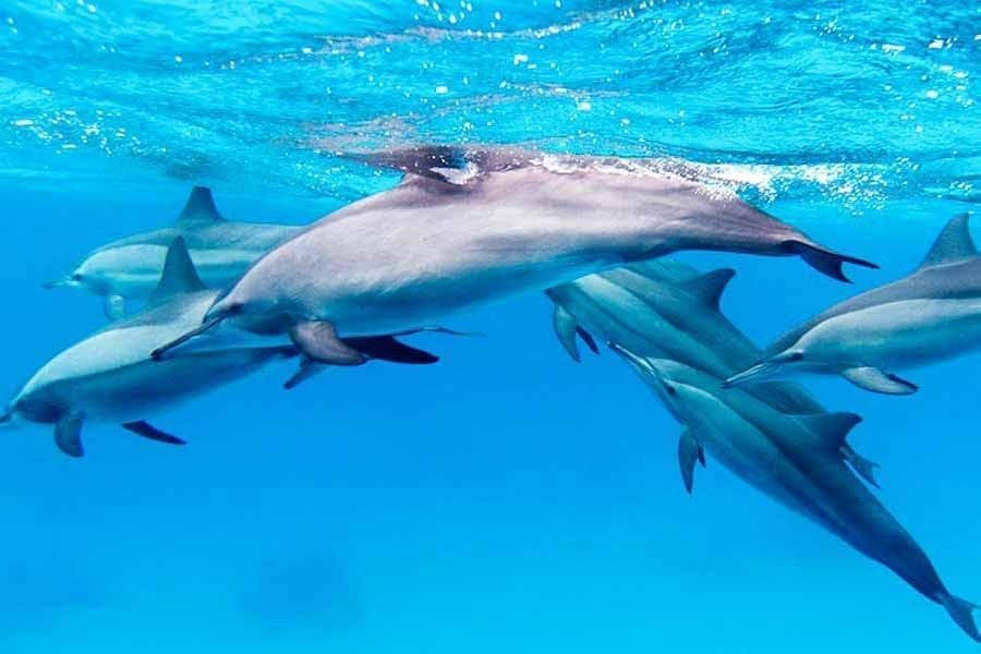 Дельфин тур — изображение 7