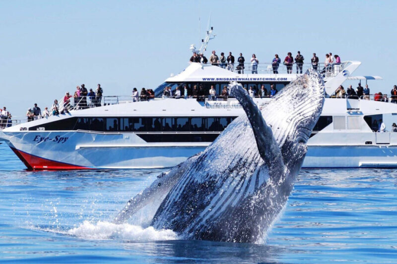 Наблюдение за китами на южном побережье Шри-Ланки