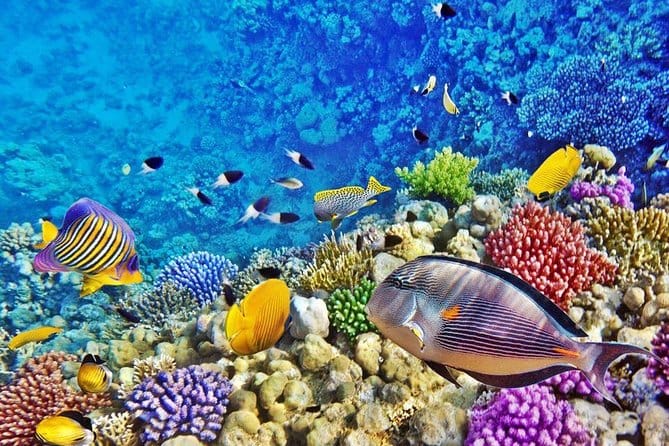 Золотой Дахаб 7 в 1 (Всё в одном): Дайвинг включён! — изображение 5