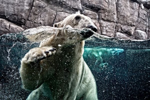 Сингапурский Зоопарк — изображение 4