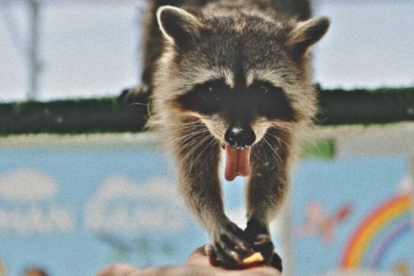 Фанранг с капибарами — изображение 5