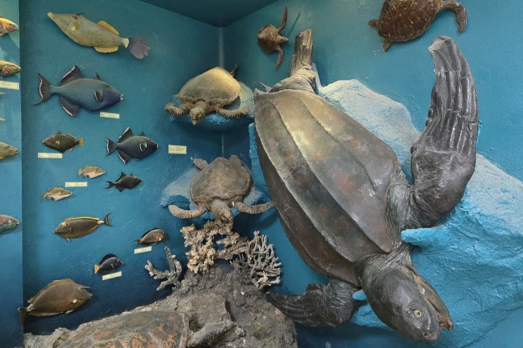 Сокровище Красного моря: два аквариума в Хургаде - Image 2